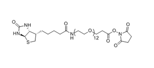 Biotin-PEG12-NHS-Ester