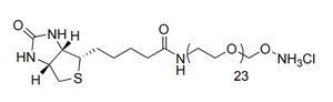 u003Ci>Biotin-PEG-oxyamine.u003C/i> u003Cb>Biotin-PEG-Oxyamin.u003C/b> u003Ci>HClu003C/i> u003Cb>HClu003C/b>